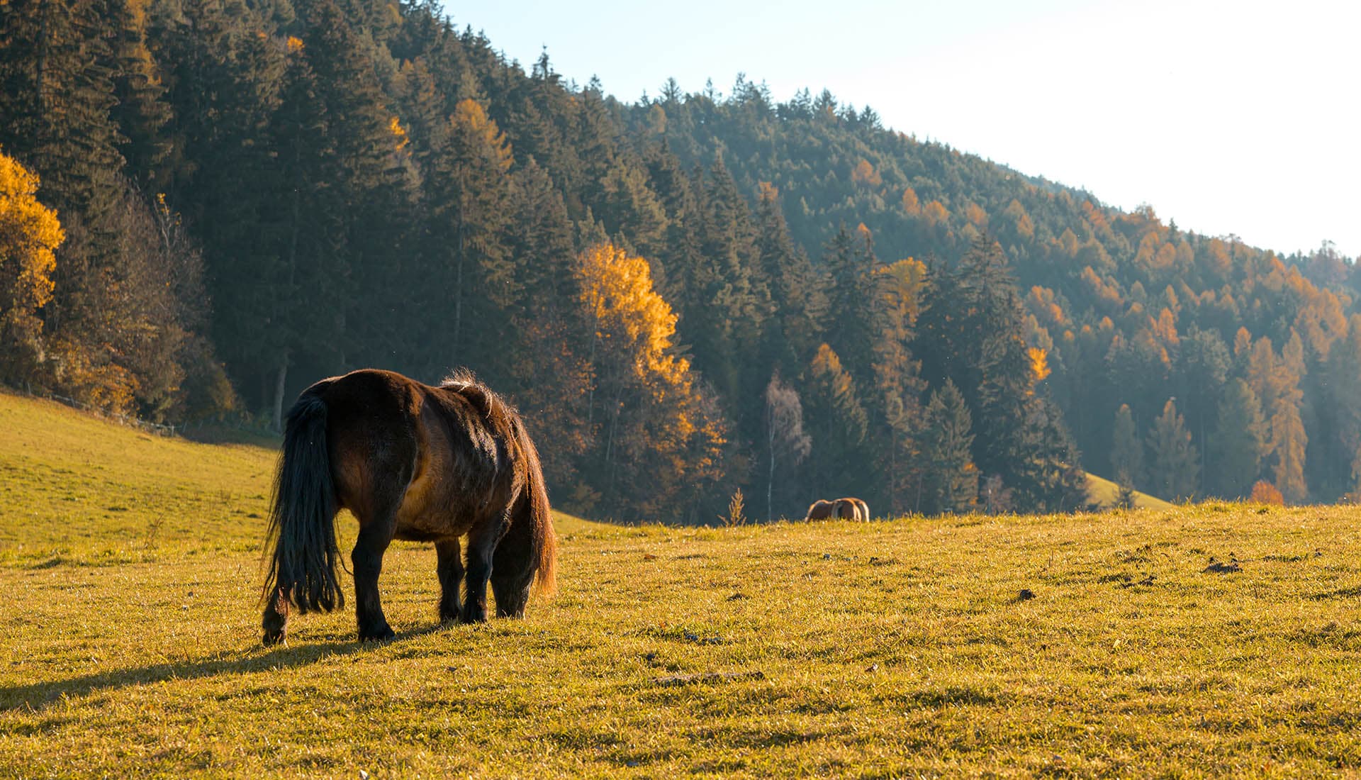 Die Tiere auf unserem Bauernhof Pferde kühe, schafe hühner ziegen hunde katzen (3)