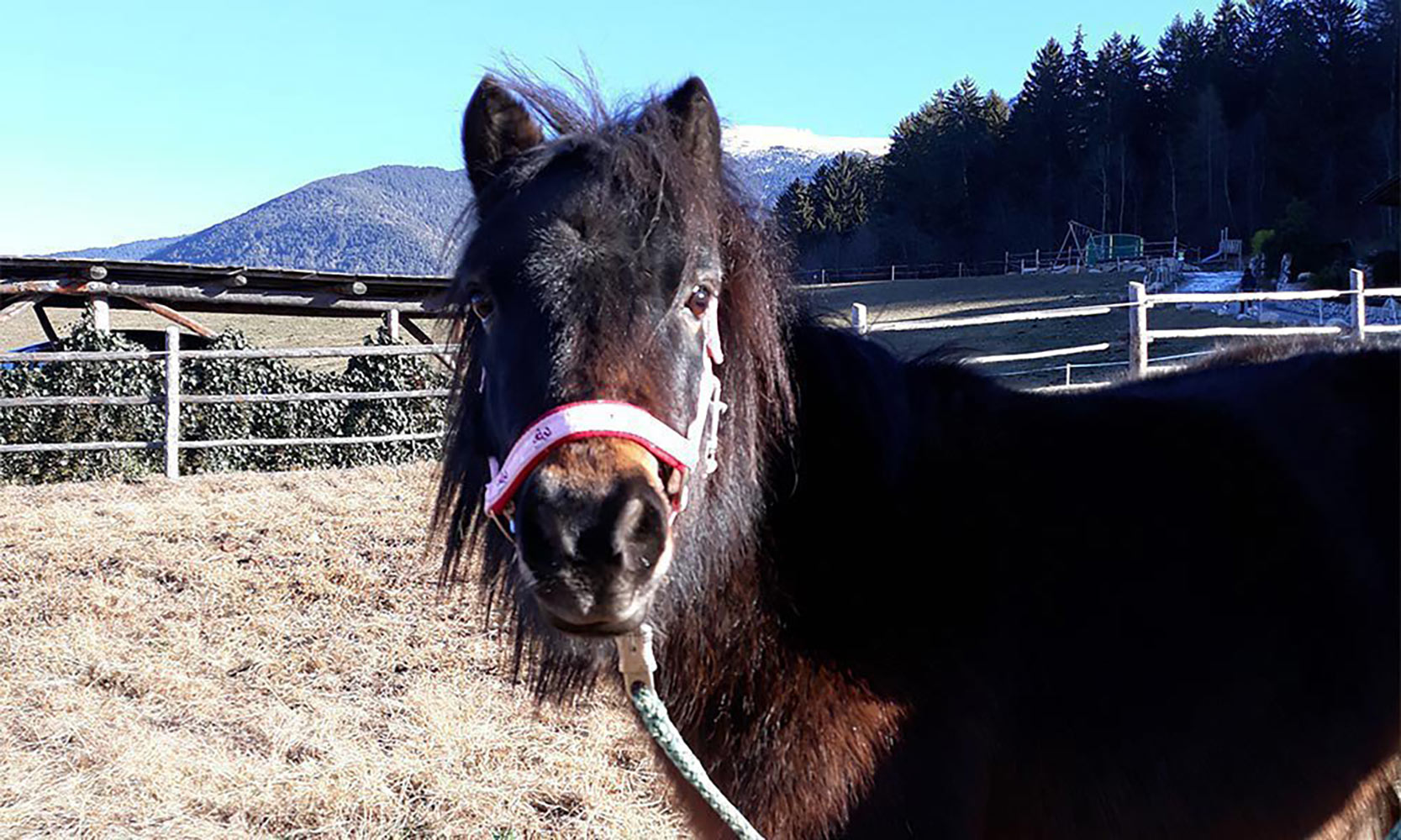 Shetlandpony Vroni