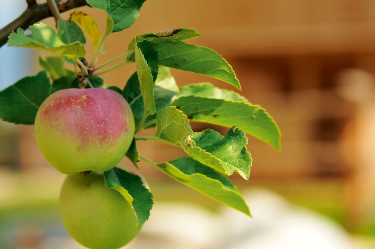 widmannhof kindertraeume bioprodukte galerie Bauernhofprodukte Brixen (2)